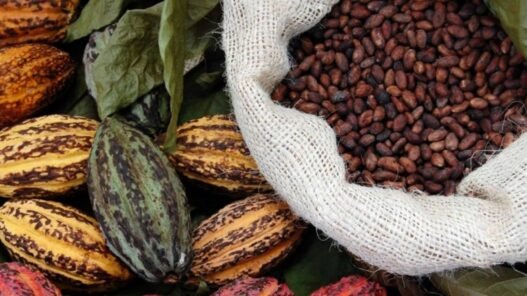 prix d’achat du cacao
