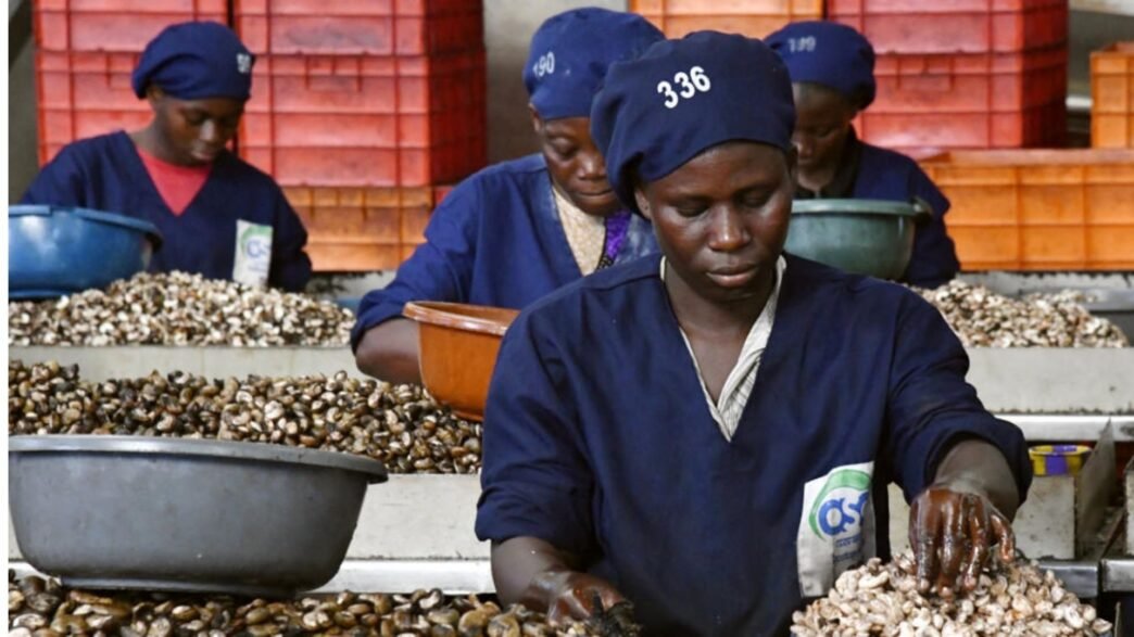cajou en Côte d’Ivoire