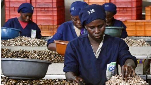 cajou en Côte d’Ivoire
