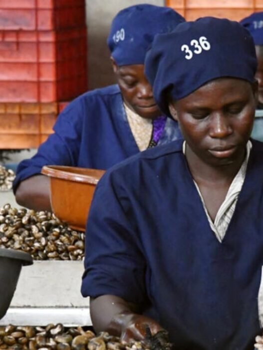cajou en Côte d’Ivoire