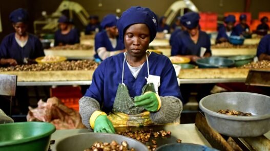 Production de noix de cajou en Côte d’Ivoire