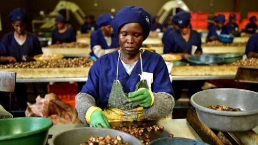 Production de noix de cajou en Côte d’Ivoire