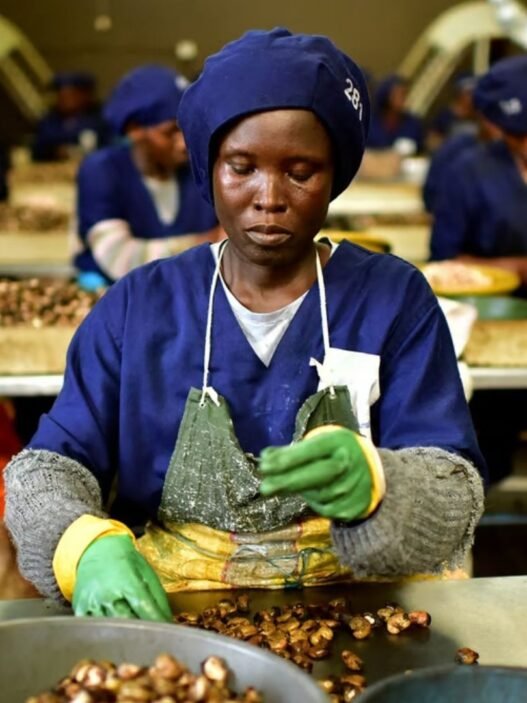 Production de noix de cajou en Côte d’Ivoire