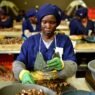 Production de noix de cajou en Côte d’Ivoire