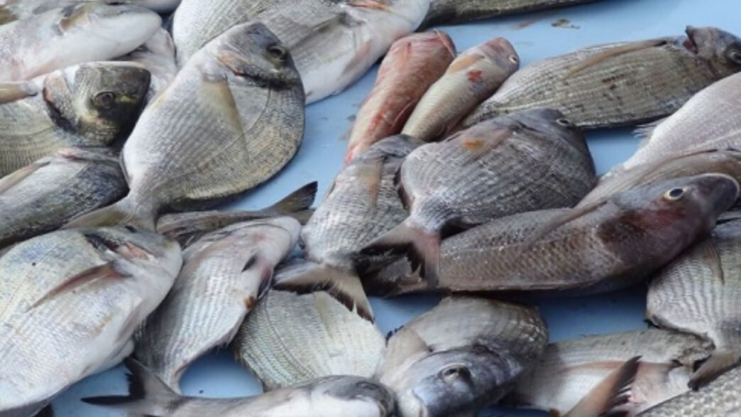 poissons morts à Todman