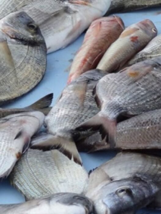 poissons morts à Todman