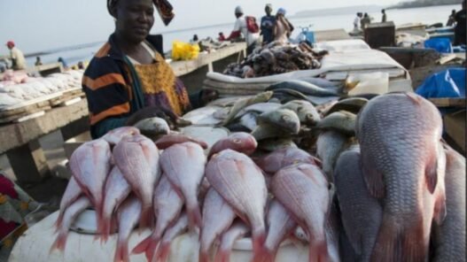 activités de pêche au Togo
