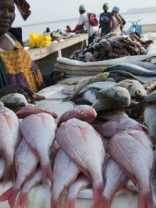 activités de pêche au Togo