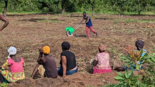 agriculture au Ghana