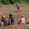 agriculture au Ghana