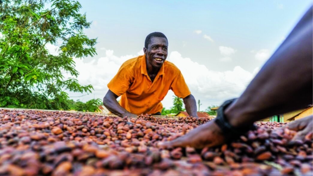 formation des producteurs de cacao