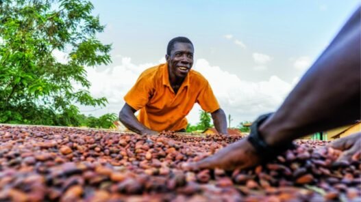 formation des producteurs de cacao