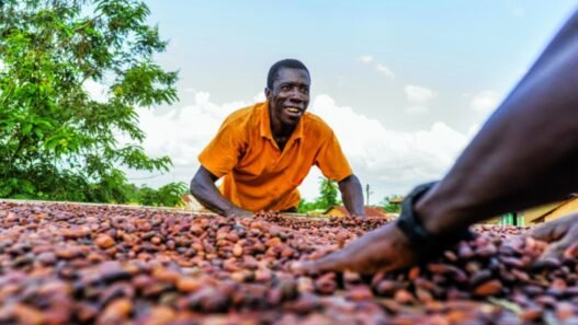 formation des producteurs de cacao
