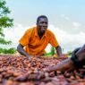 formation des producteurs de cacao