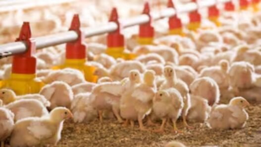 importation de poussins
