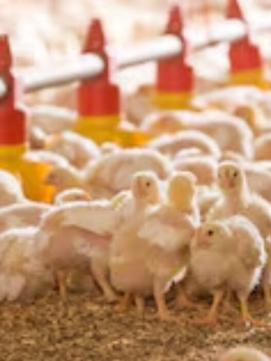 importation de poussins