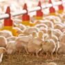 importation de poussins