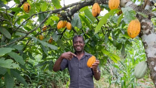 prix du cacao au Ghana