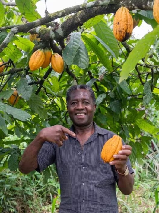 prix du cacao au Ghana