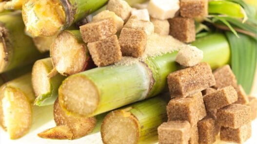 producteurs de canne à sucre