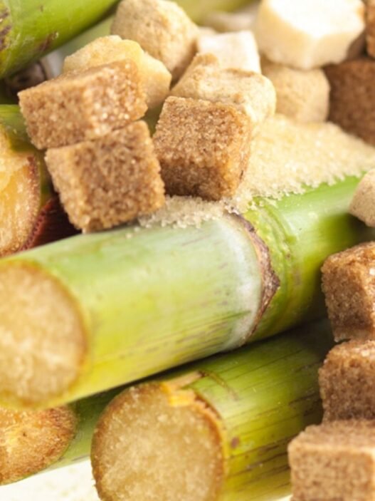 producteurs de canne à sucre