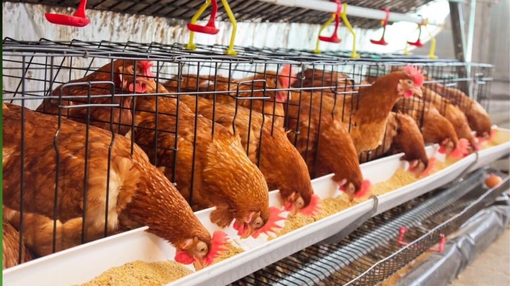 filière avicole en Côte d’Ivoire