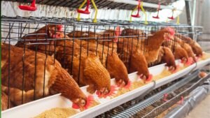 filière avicole en Côte d’Ivoire