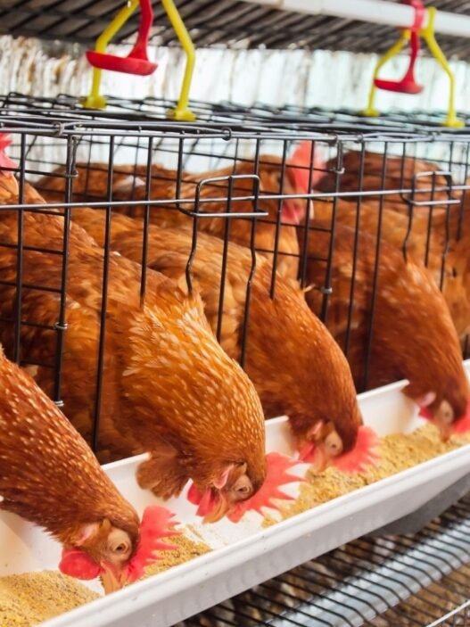 filière avicole en Côte d’Ivoire