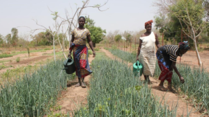 Société Faso‑Agropôle