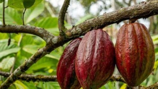 Cocoa Value Addition Alliance