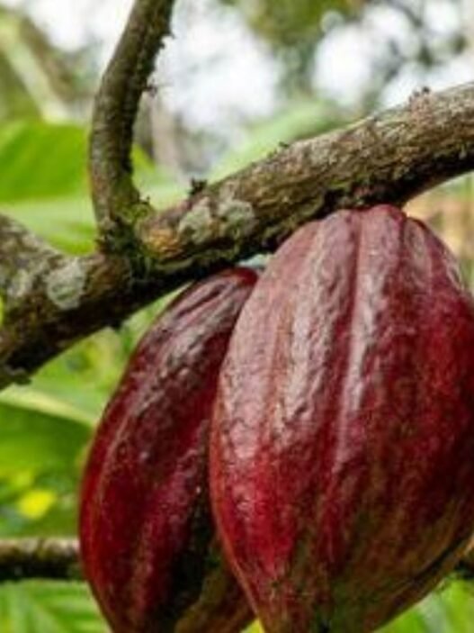 Cocoa Value Addition Alliance