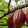 Cocoa Value Addition Alliance