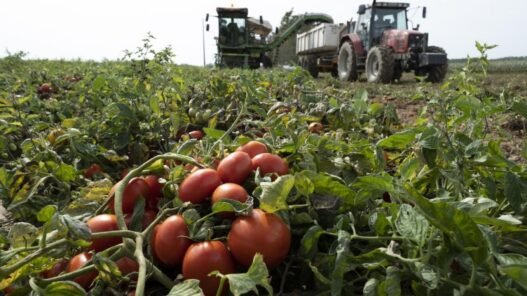 désenclavement des zones agricoles au Sénégal