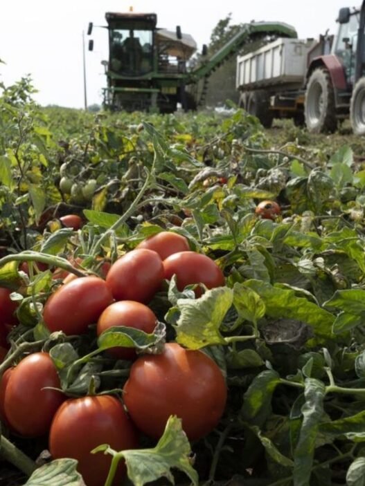 désenclavement des zones agricoles au Sénégal