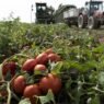 désenclavement des zones agricoles au Sénégal