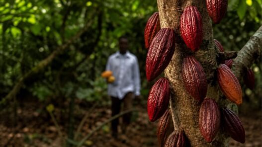 cacao au Cameroun