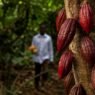cacao au Cameroun