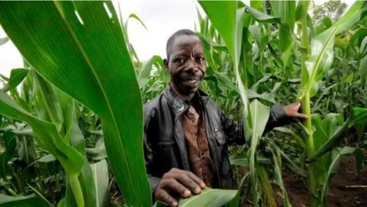 Projet Food Systems au Bénin