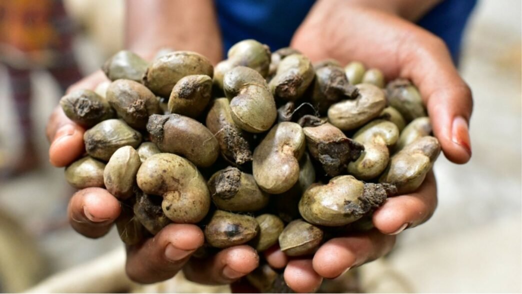 production de noix de cajou