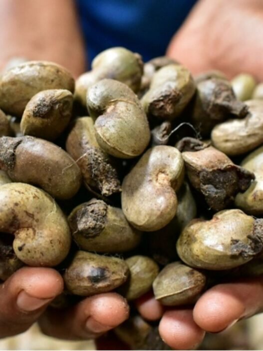 production de noix de cajou