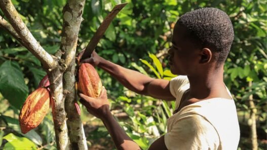 financement des PME agricoles au Cameroun