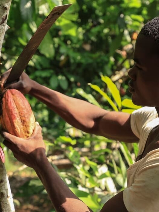 financement des PME agricoles au Cameroun