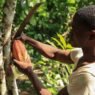 financement des PME agricoles au Cameroun