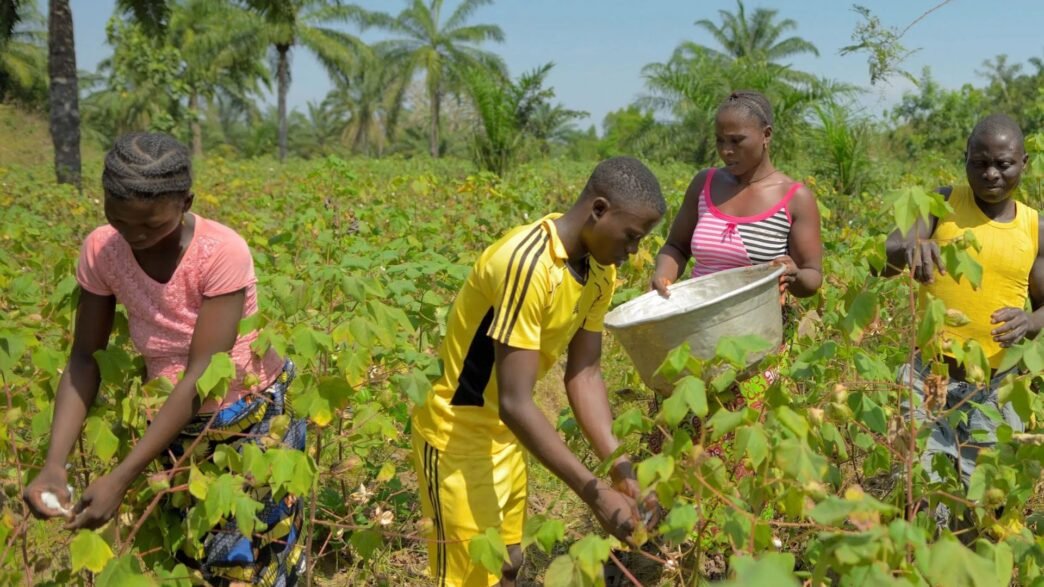 AgriConnect Cameroun