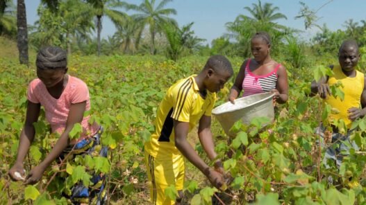 AgriConnect Cameroun