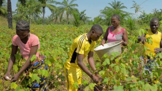 AgriConnect Cameroun