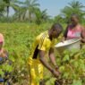 AgriConnect Cameroun